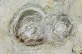 Fossil Oyster (Inocerasmus) Shell Section with Pearls - Kansas #152254-1